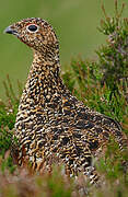 Willow Ptarmigan (scotica)