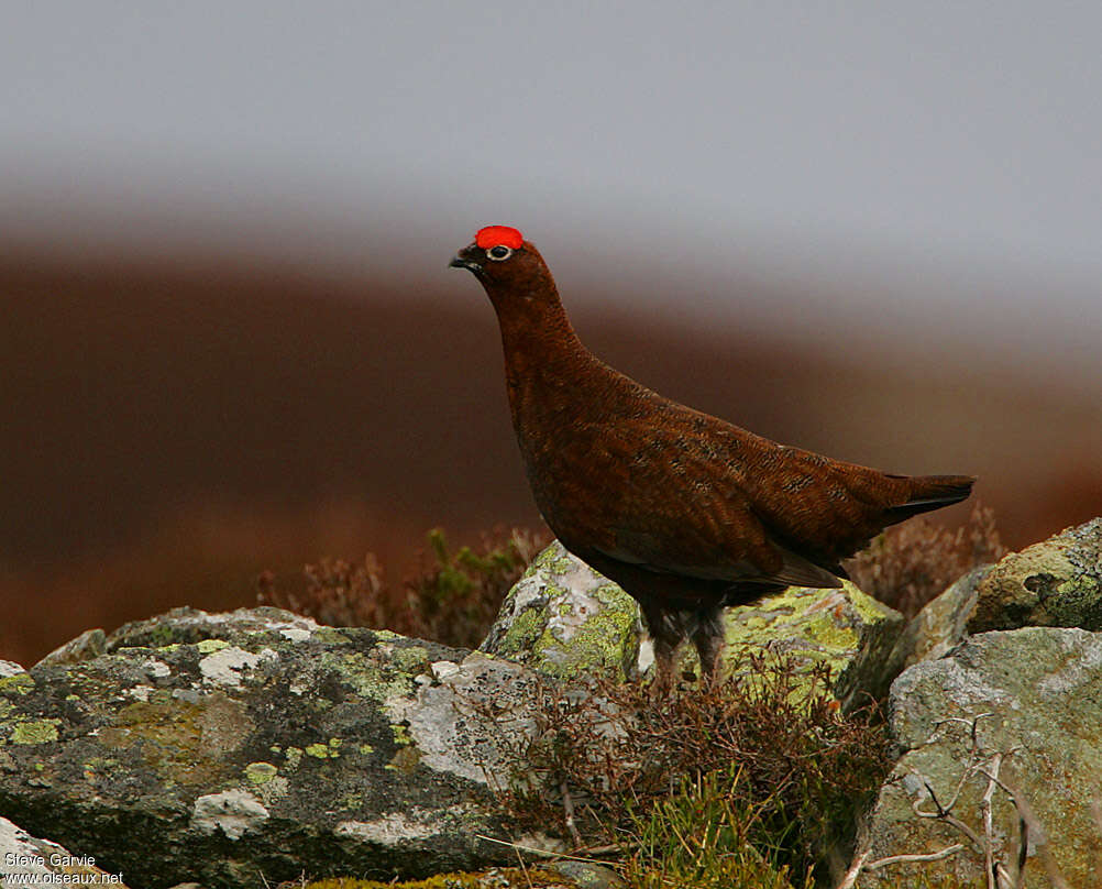 Willow Ptarmigan (scotica) male adult breeding