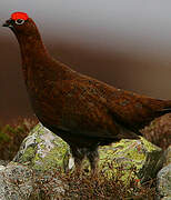 Willow Ptarmigan (scotica)