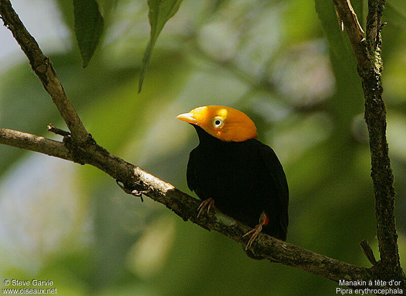 Golden-headed Manakin male adult breeding