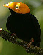 Golden-headed Manakin