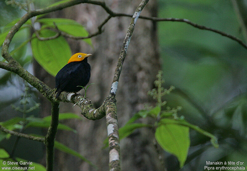 Golden-headed Manakin male adult breeding