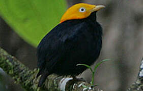 Golden-headed Manakin