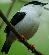 White-bearded Manakin