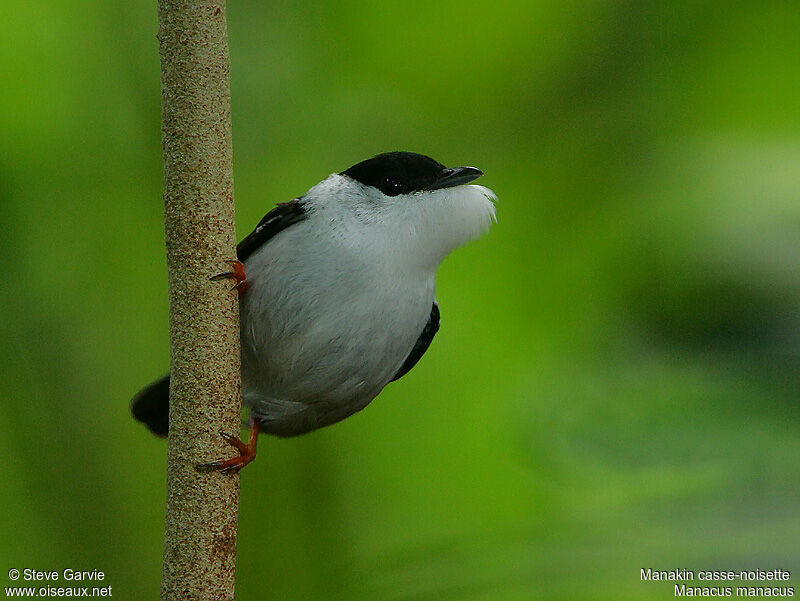 White-bearded Manakin male adult breeding