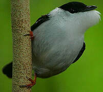 White-bearded Manakin