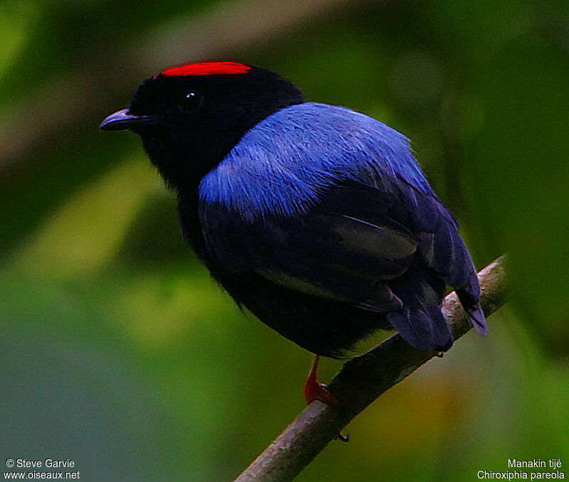 Manakin tijé mâle adulte nuptial