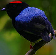 Blue-backed Manakin