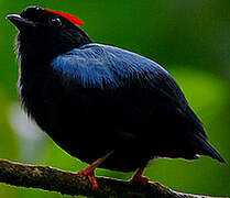 Blue-backed Manakin