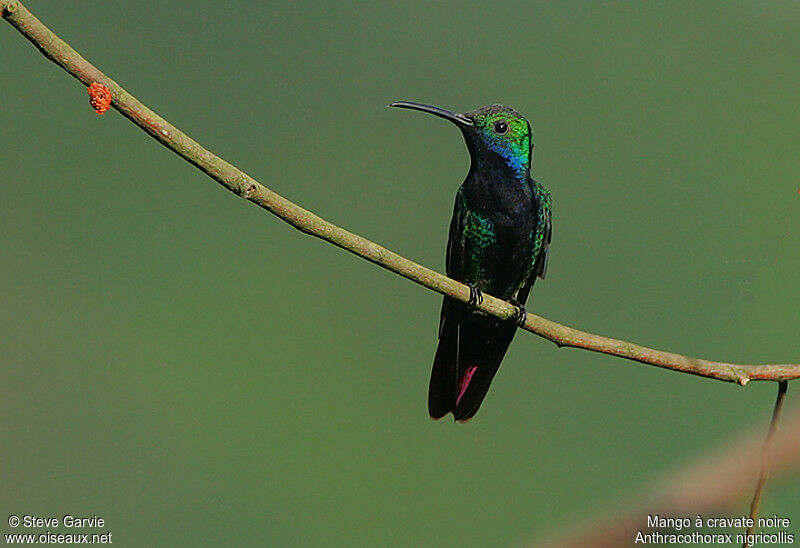 Black-throated Mango male adult breeding