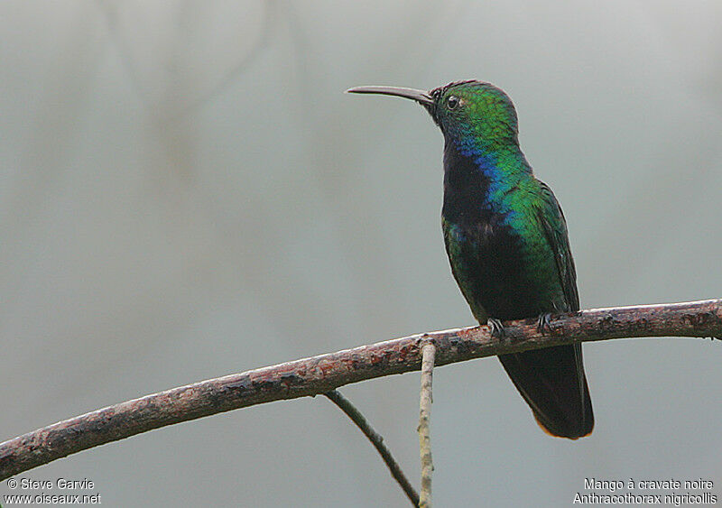 Black-throated Mango male adult breeding