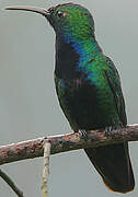 Black-throated Mango