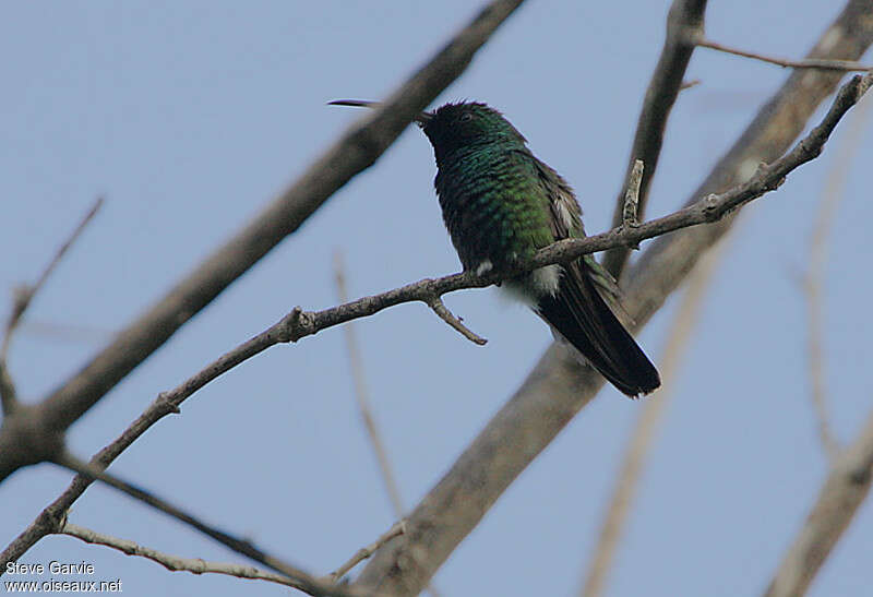 Green-throated Mango male adult breeding, identification