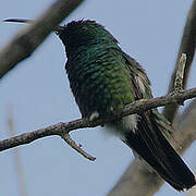 Green-throated Mango