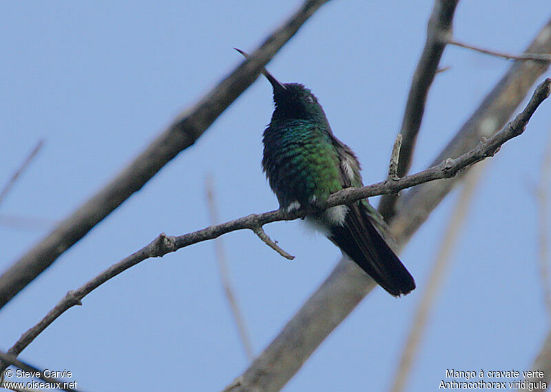 Green-throated Mango male adult breeding