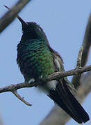 Green-throated Mango