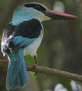 Blue-breasted Kingfisher