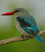 Mangrove Kingfisher