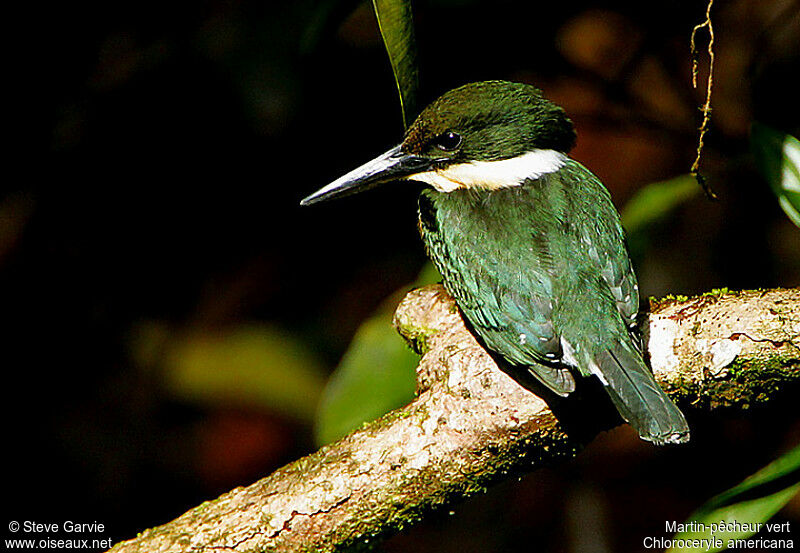 Green Kingfisher female adult breeding