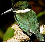 Green Kingfisher