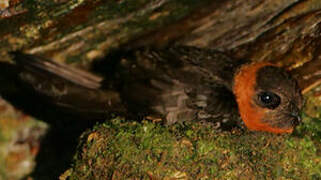 Chestnut-collared Swift