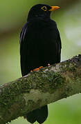 Yellow-legged Thrush