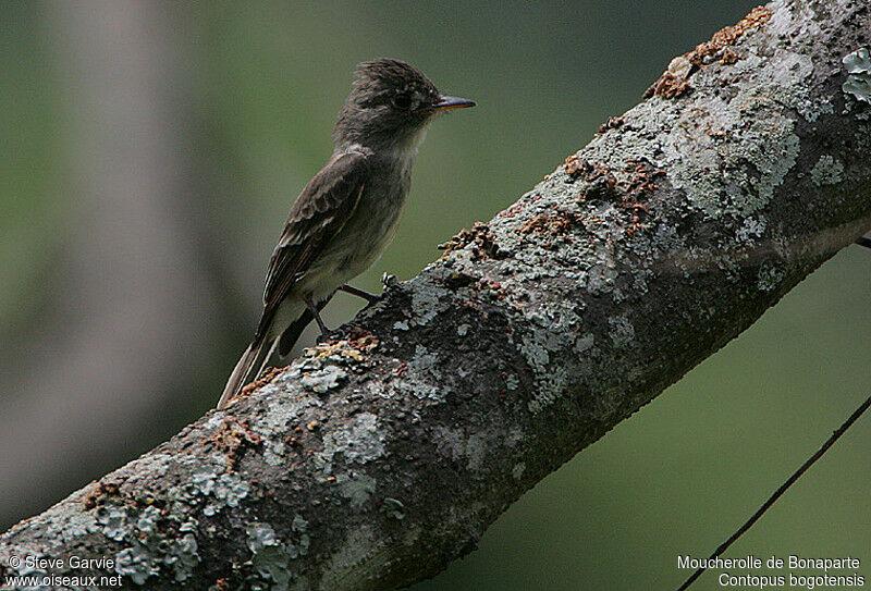 Northern Tropical Peweeadult breeding