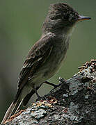 Northern Tropical Pewee