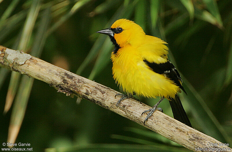 Yellow Oriole male adult breeding