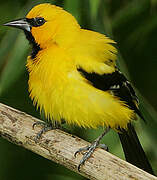 Oriole jaune