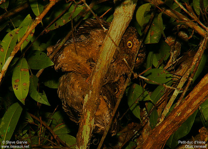 Sokoke Scops Owl adult breeding