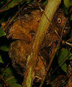 Sokoke Scops Owl