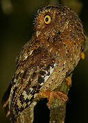 Sokoke Scops Owl