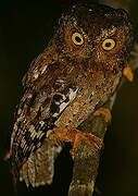 Sokoke Scops Owl