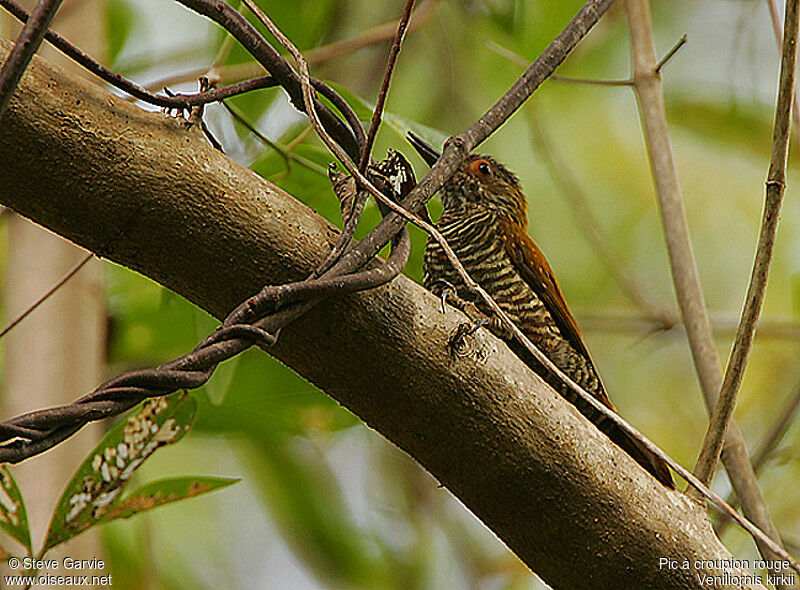 Red-rumped Woodpecker male adult breeding