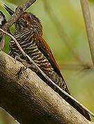 Red-rumped Woodpecker