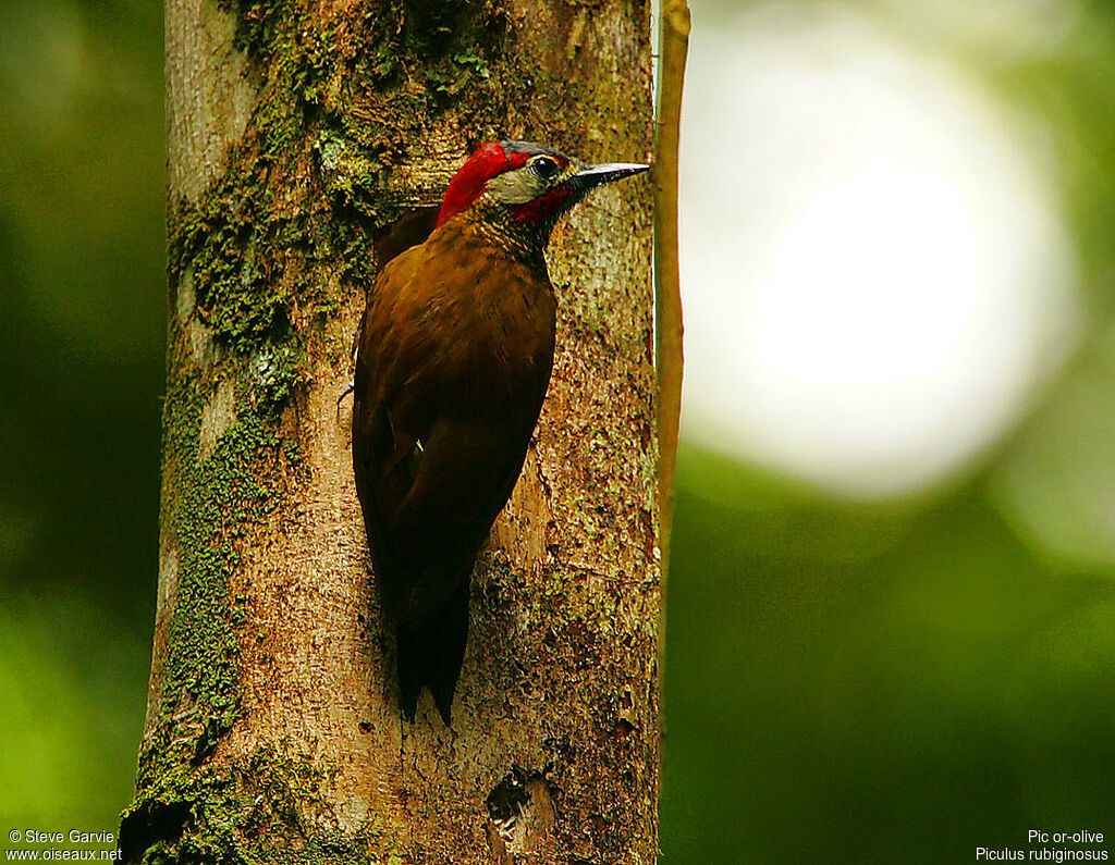 Golden-olive Woodpecker male adult breeding