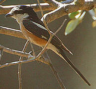 Masked Shrike