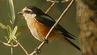 Masked Shrike