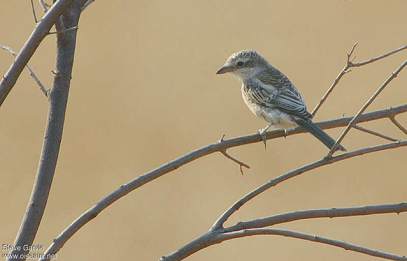 Masked ShrikeFirst year, identification