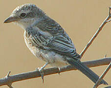 Masked Shrike