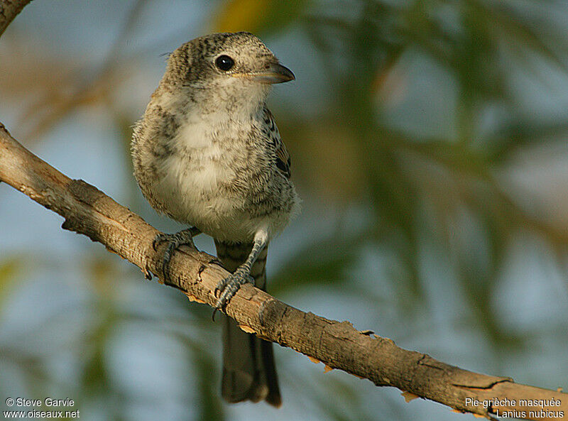 Masked ShrikeFirst year