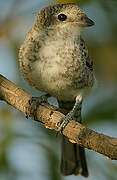 Masked Shrike