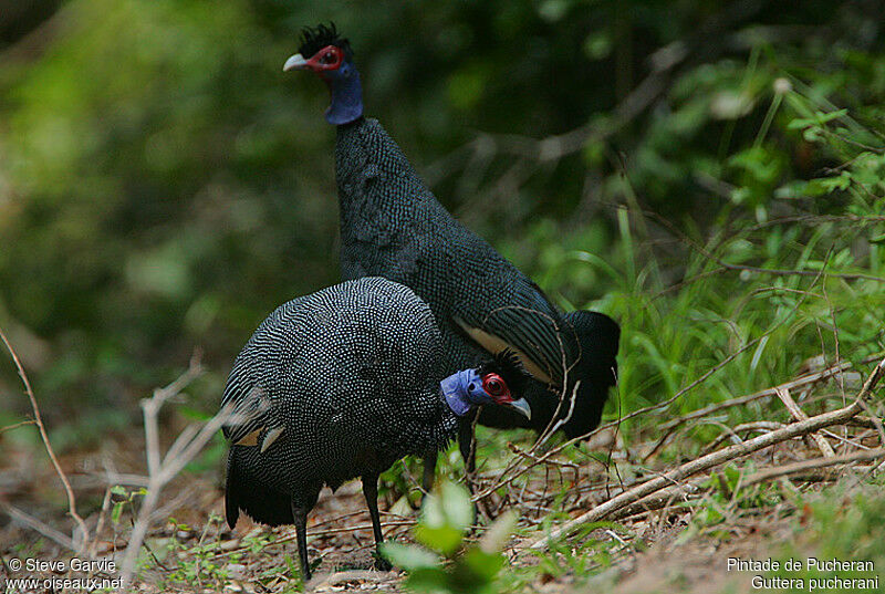 Crested Guineafowl adult breeding