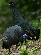 Eastern Crested Guineafowl