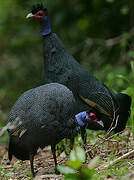 Crested Guineafowl