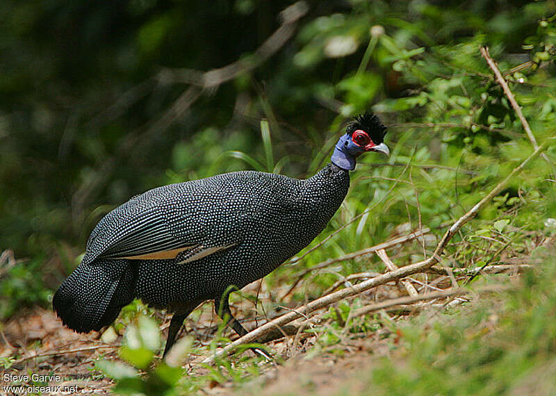 Eastern Crested Guineafowladult breeding, identification