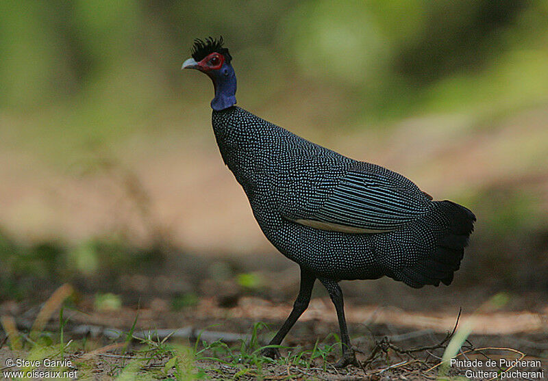 Eastern Crested Guineafowladult breeding