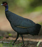 Eastern Crested Guineafowl