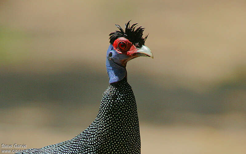 Crested Guineafowladult breeding, close-up portrait